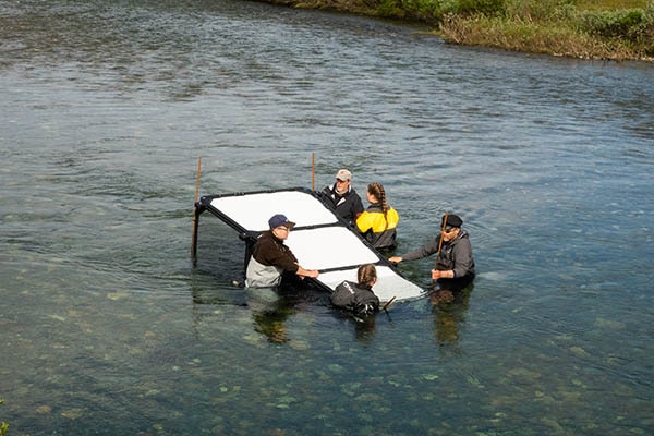 Atlantic salmon