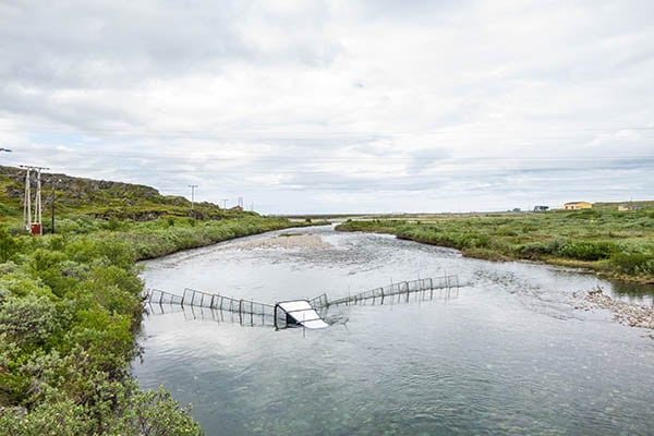 Atlantic salmon
