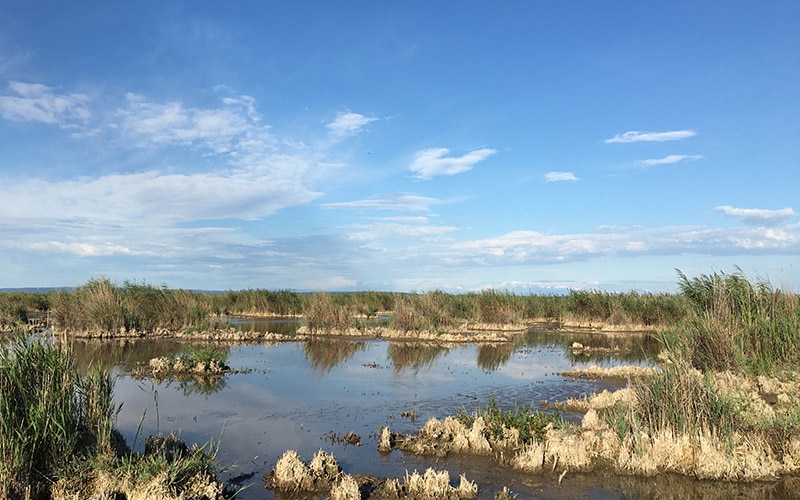 Lake Neusiedl