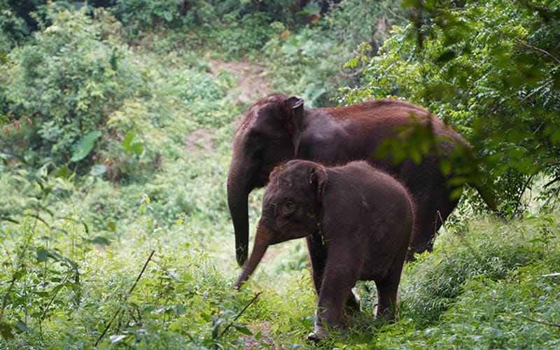 elephant list2