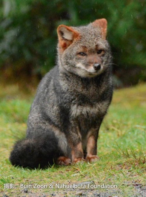Darwin's fox