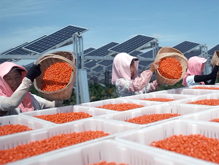 ningxia