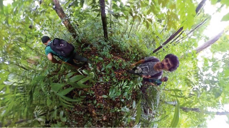 Rainforest