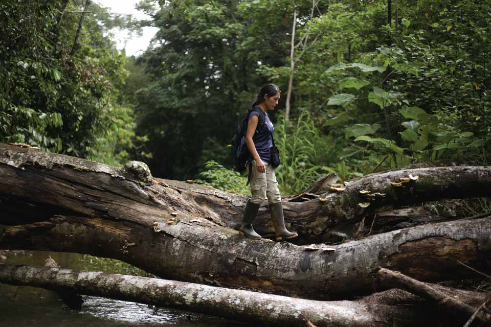 Rainforest