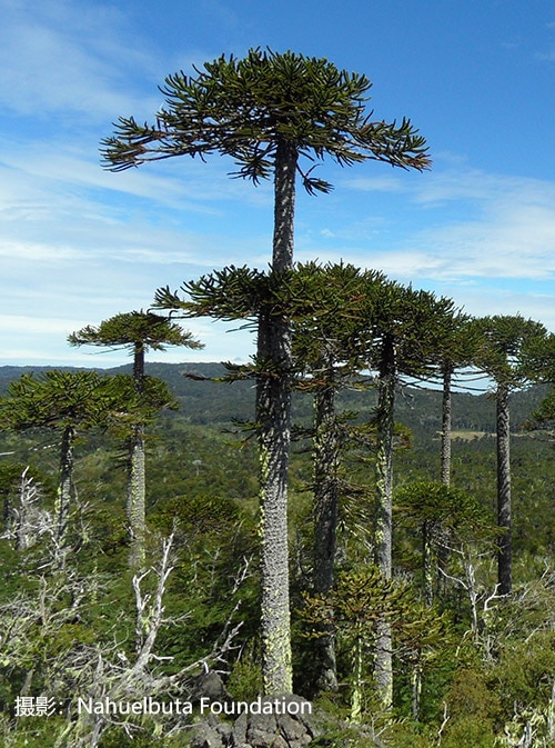 Thousand-year old monkey puzzle trees