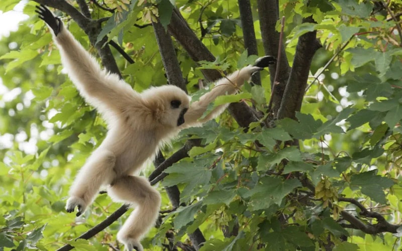 white ape